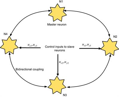 Robust Adaptive Synchronization of Ring Configured Uncertain Chaotic FitzHugh–Nagumo Neurons under Direction-Dependent Coupling